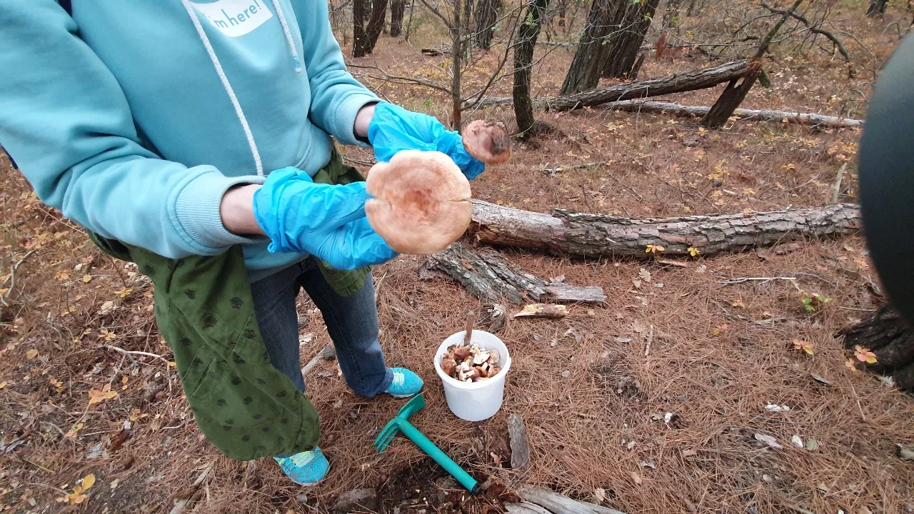 На Дону грибник собрал целую ванну зеленушек за один день